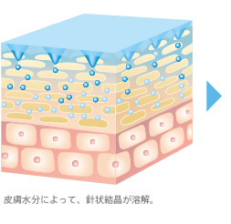 皮膚水分によって、針状結晶が溶解。