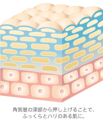 角質層を押し上げることで、ふっくらとハリのある肌に。