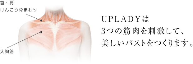UPLADYは3つの筋肉を刺激して、美しいバストをつくります。