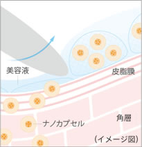 角層まで浸透