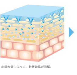 皮膚水分によって、針状結晶が溶解。