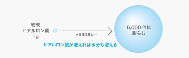 ヒアルロン酸が増えれば水分も増える