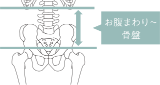 腰まわり〜骨盤